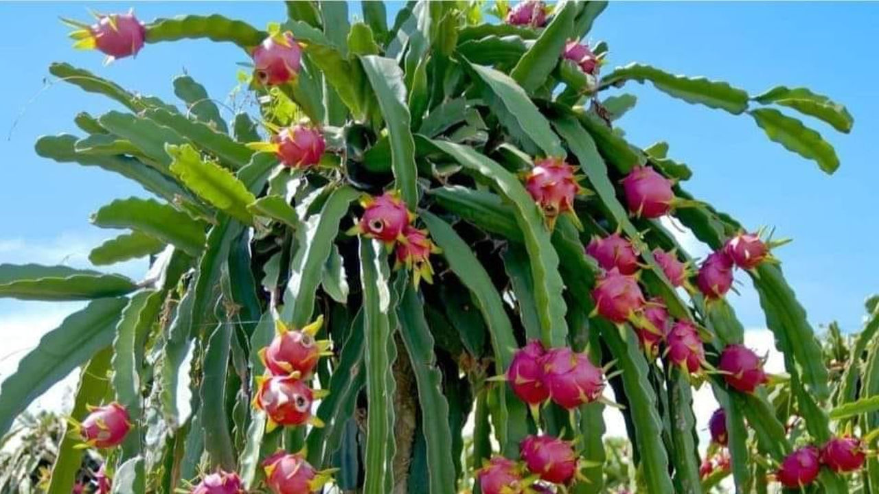 Dragon Fruit Tree