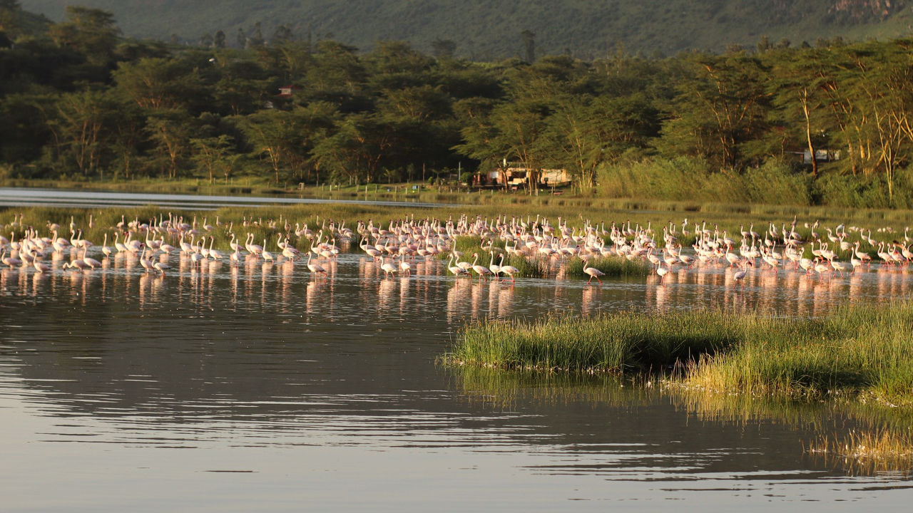 Flamingo