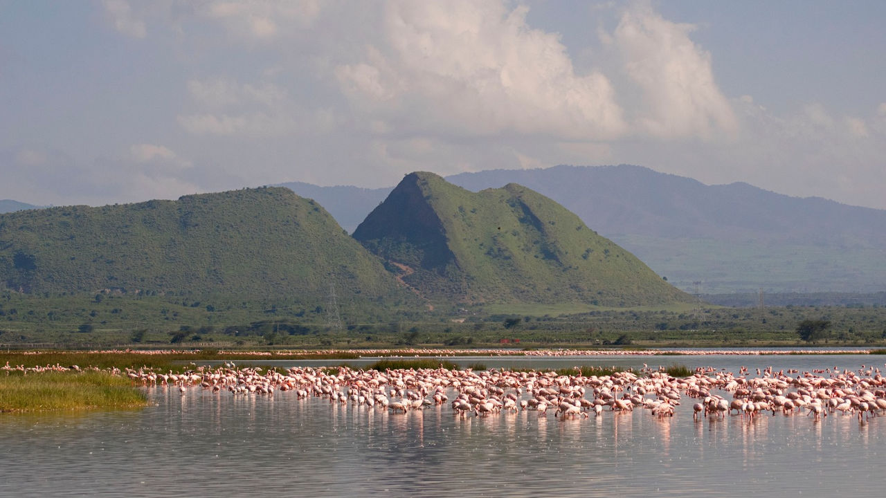 Flamingo Birds at Sleeping Warrior