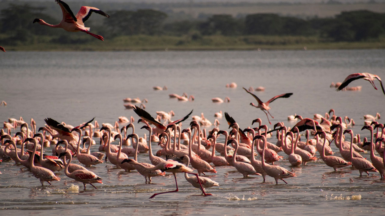 Flamingo Birds
