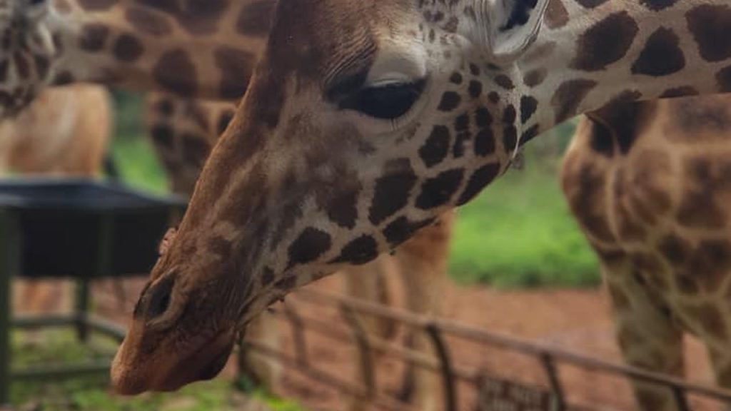 Giraffe Center Nairobi