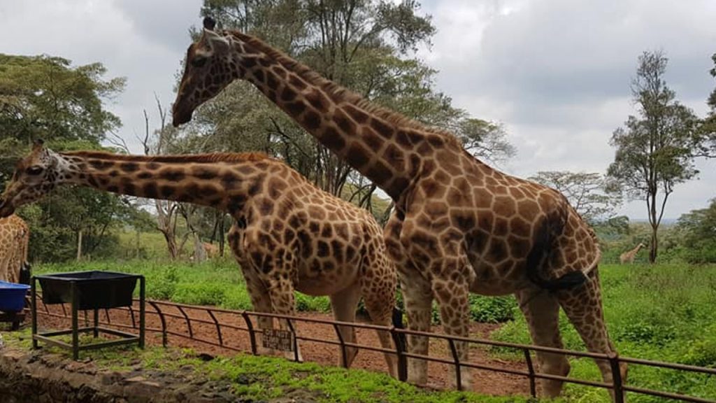 Giraffe Center Nairobi