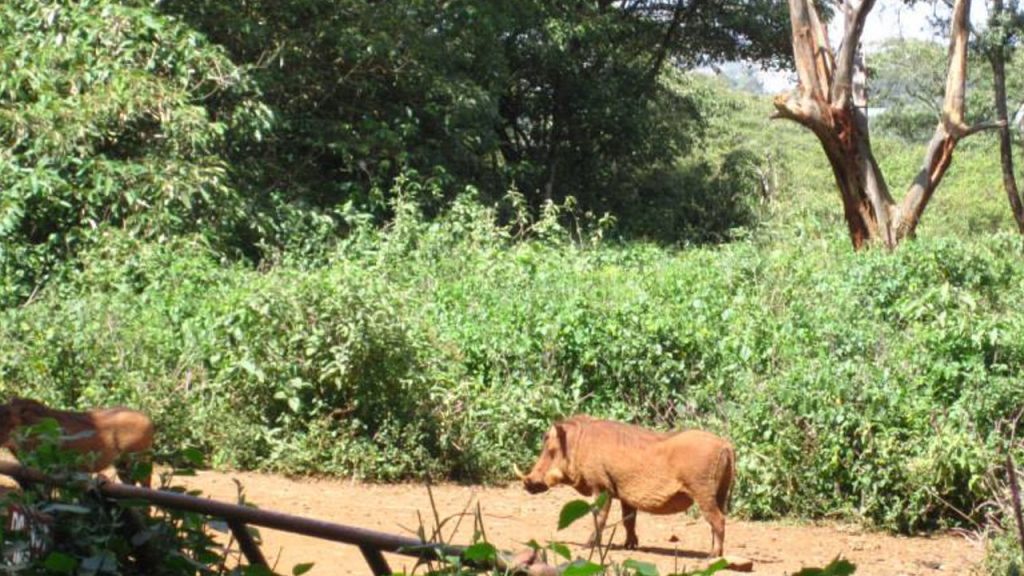 Giraffe Center Nairobi