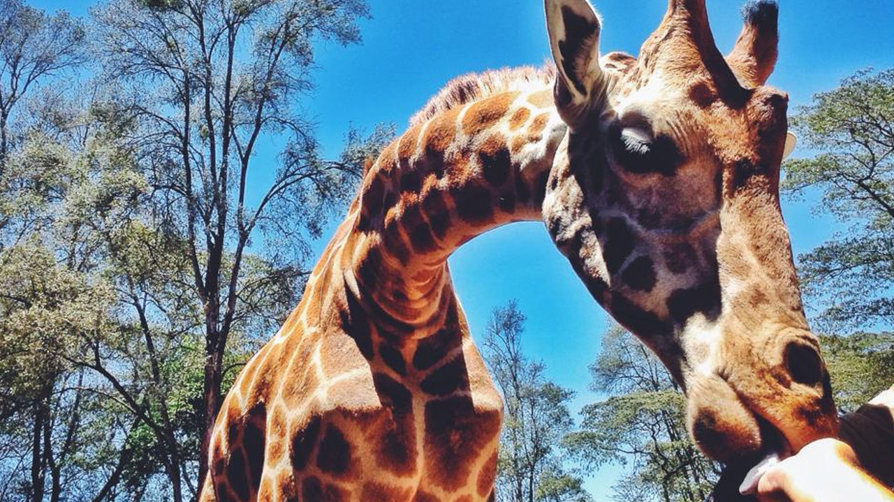 Giraffe Center Nairobi